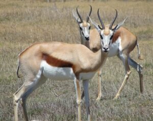 Springboks Meaning Springboks: Story of Unity in South Africa through Rugby